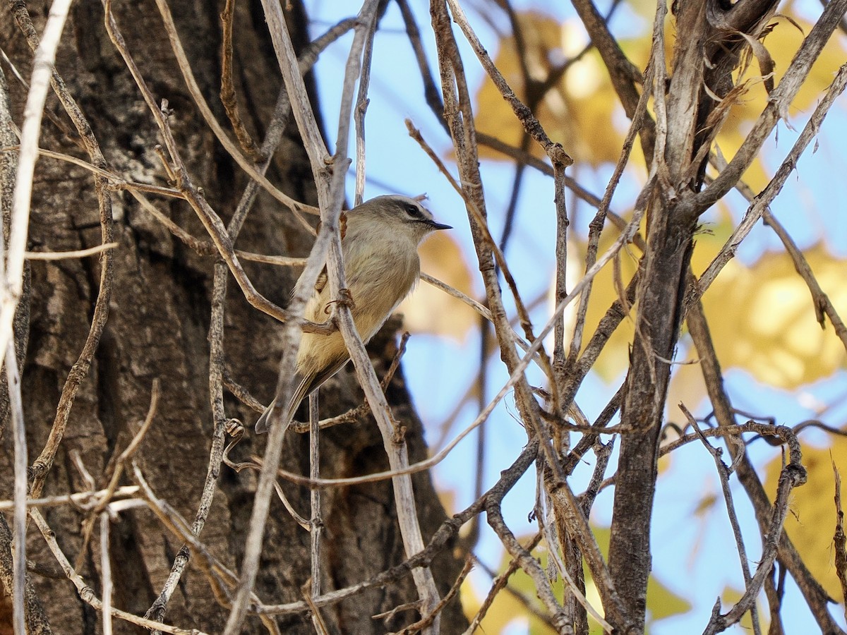 Erregetxo amerikarra - ML646770111