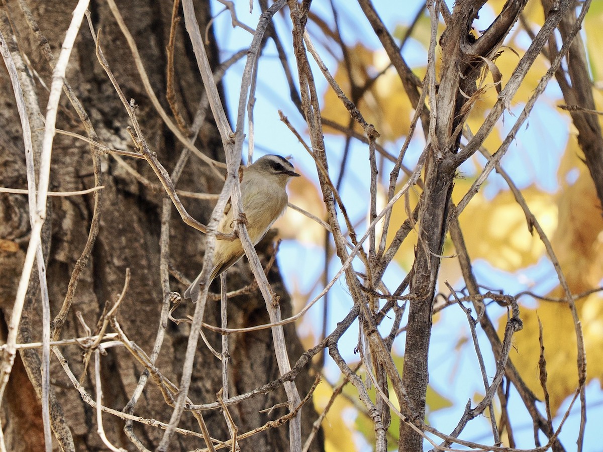 Erregetxo amerikarra - ML646770112