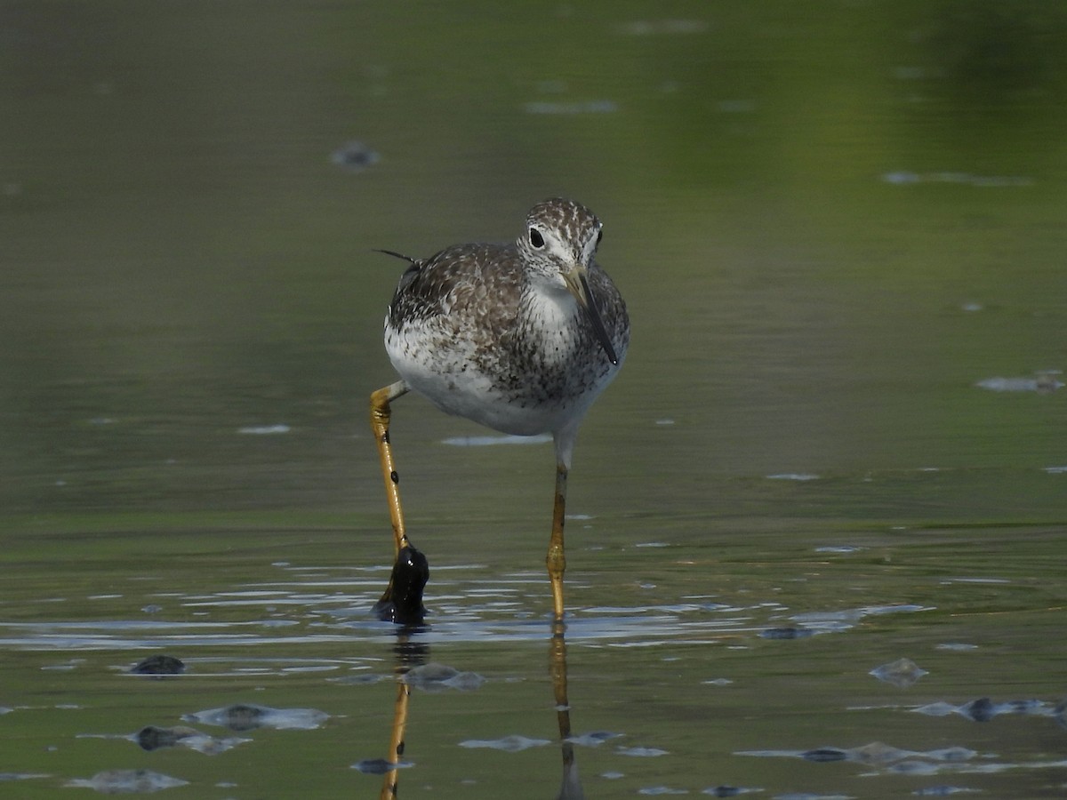 Lesser Yellowlegs - ML646770114