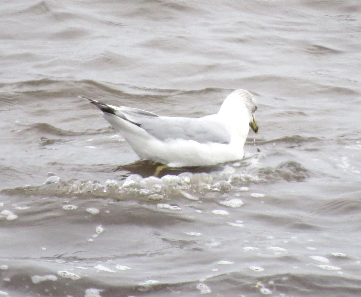 Gavina americana - ML646770117