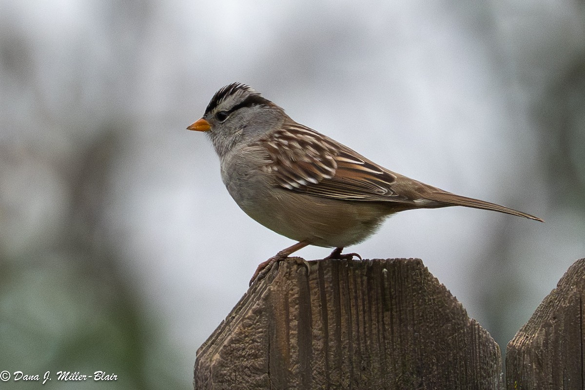 strnadec bělopásý (ssp. gambelii) - ML646770120