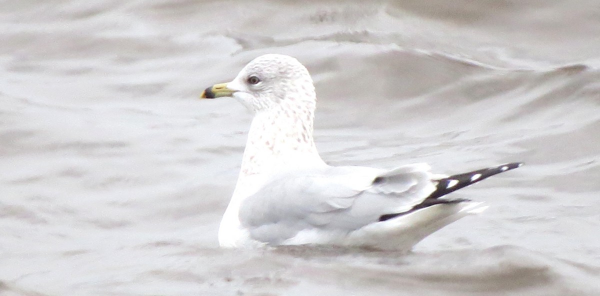 Gavina americana - ML646770121