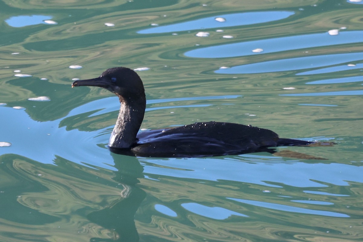 Pinselscharbe - ML646770124