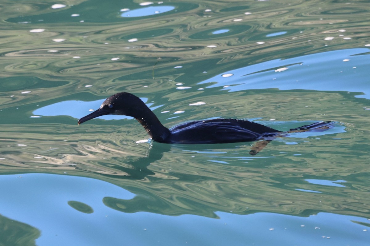 Pinselscharbe - ML646770125