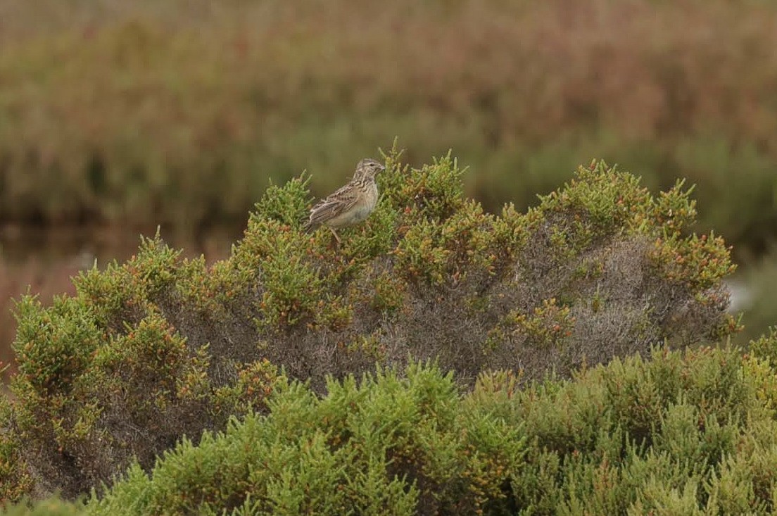 זרעית השדה - ML646770128