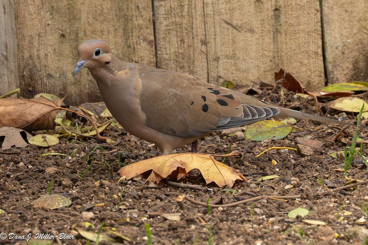hrdlička karolínská - ML646770130