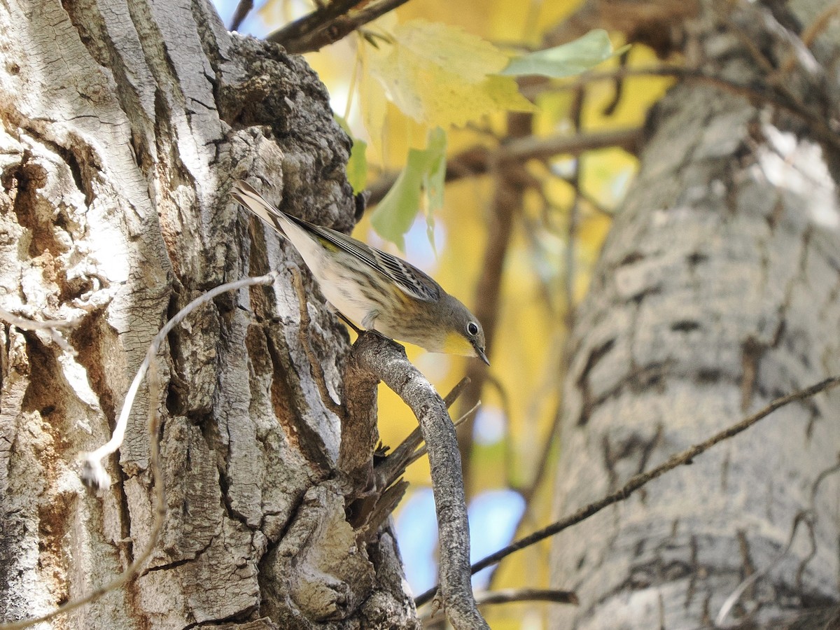 Yellow-rumped Warbler (Audubon's) - ML646770132