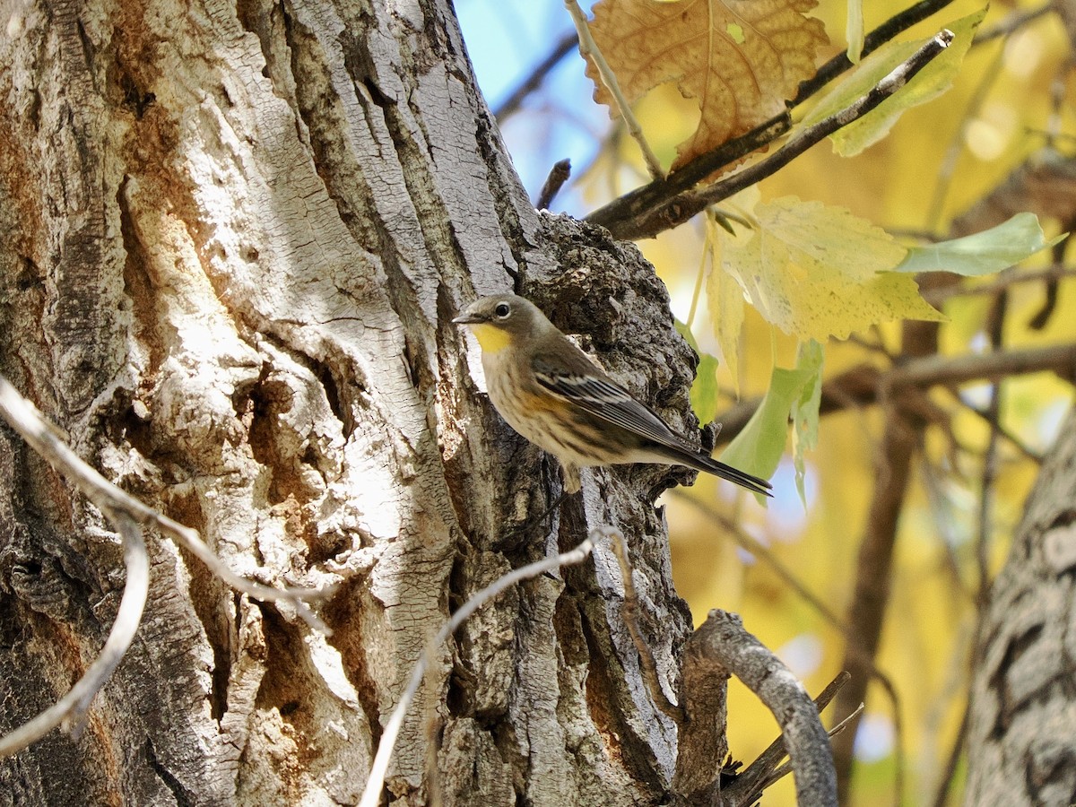 Yellow-rumped Warbler (Audubon's) - ML646770133