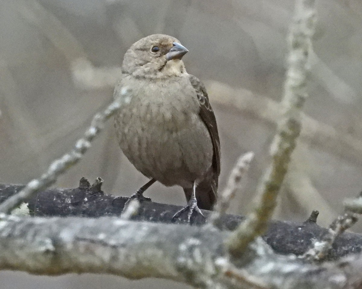 brunhodetrupial - ML646770136