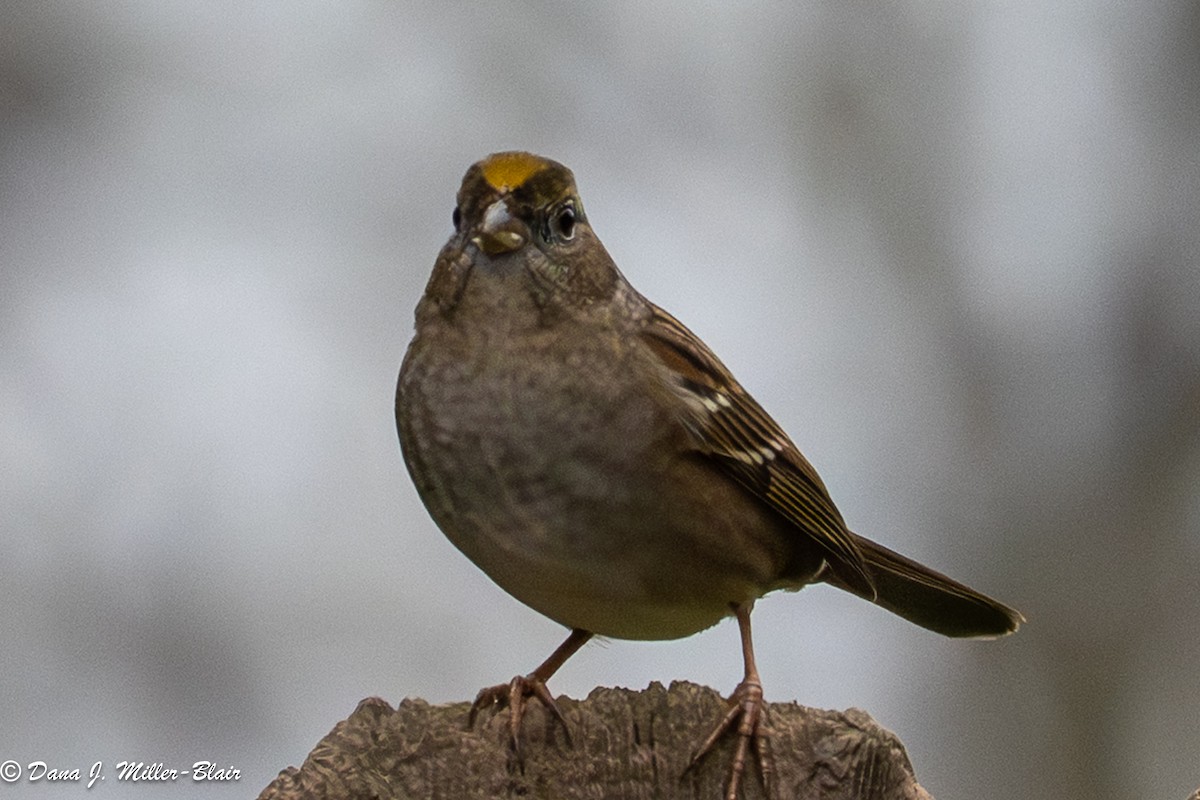 Golden-crowned Sparrow - ML646770137