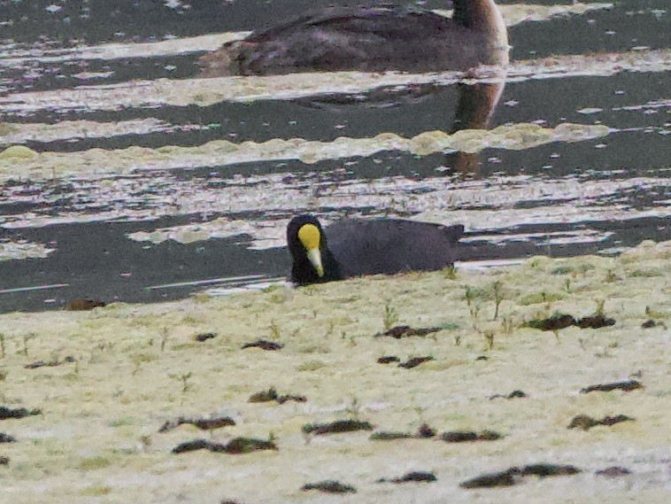 gulpannesothøne - ML646770138