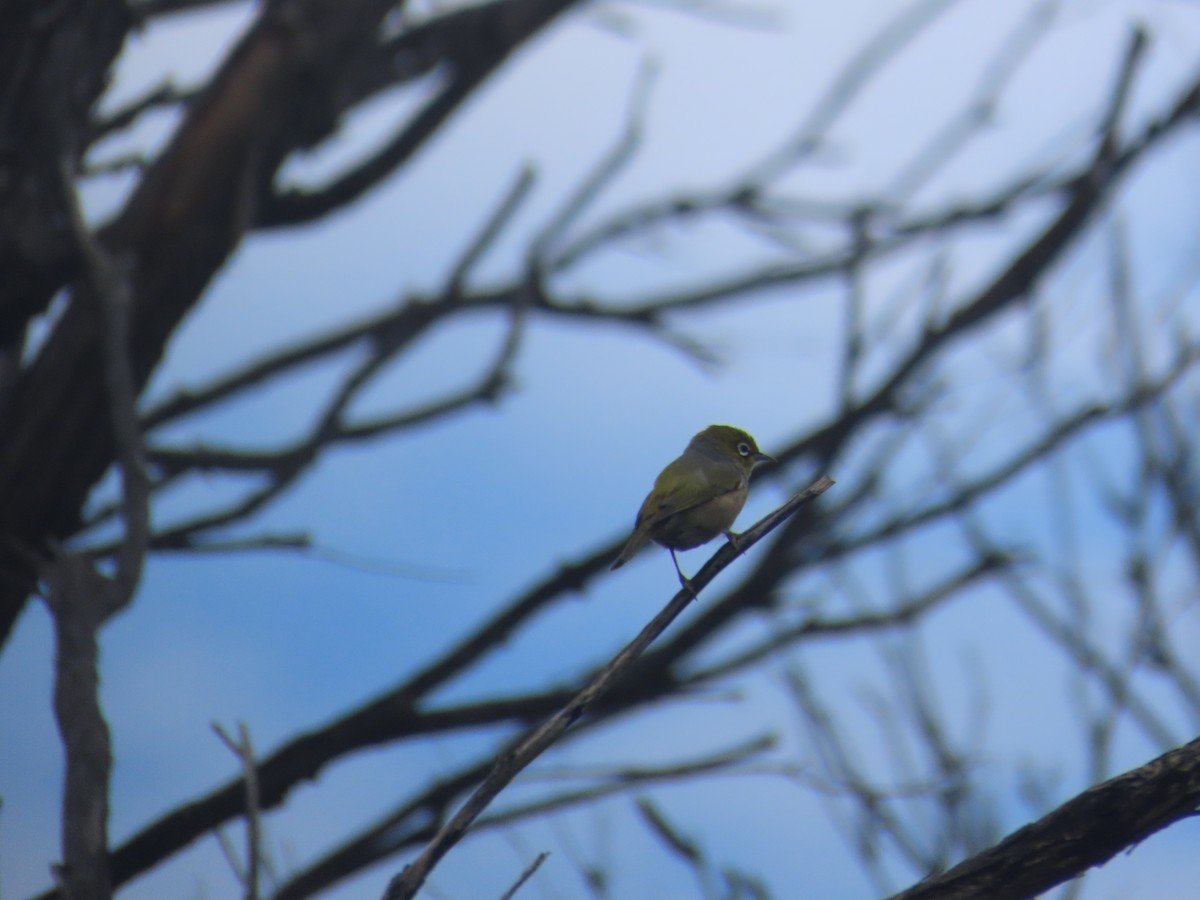 ハイムネメジロ - ML646770139