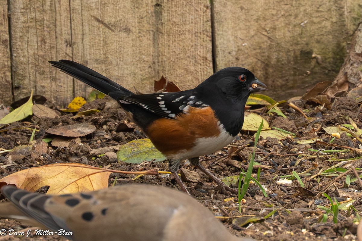Spotted Towhee - ML646770142