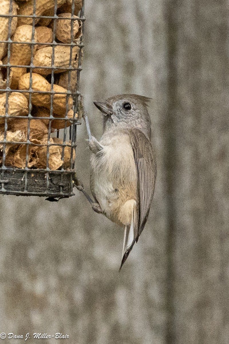 sýkora šedohnědá - ML646770144