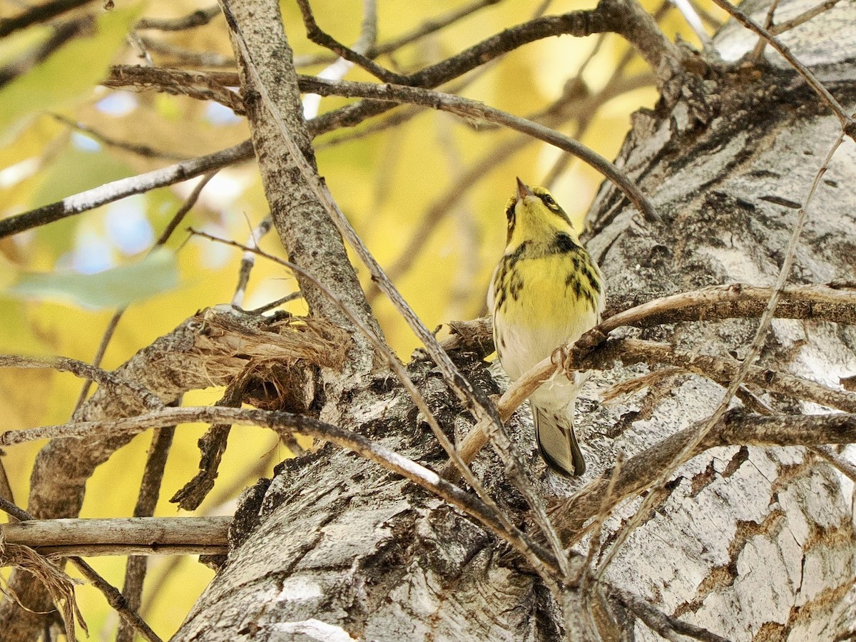 Townsend's Warbler - ML646770146