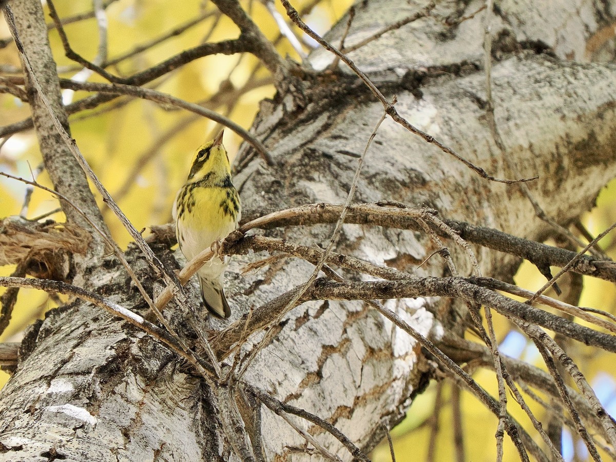 Townsend's Warbler - ML646770147