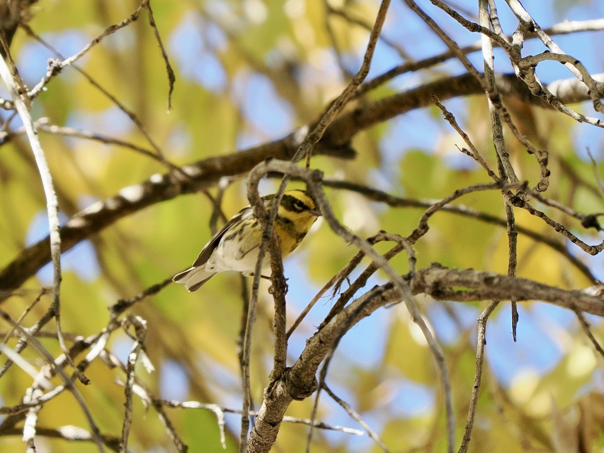 Townsend's Warbler - ML646770148