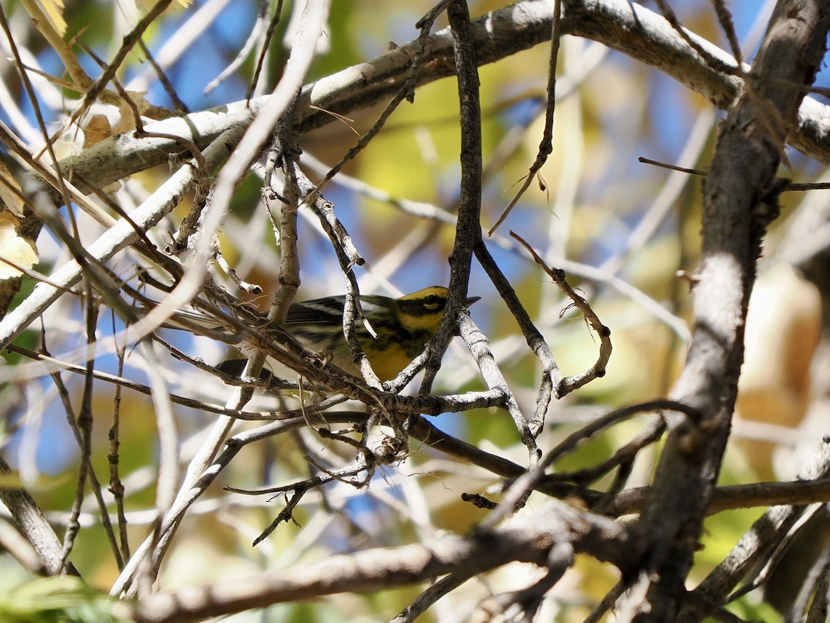 Townsend's Warbler - ML646770149