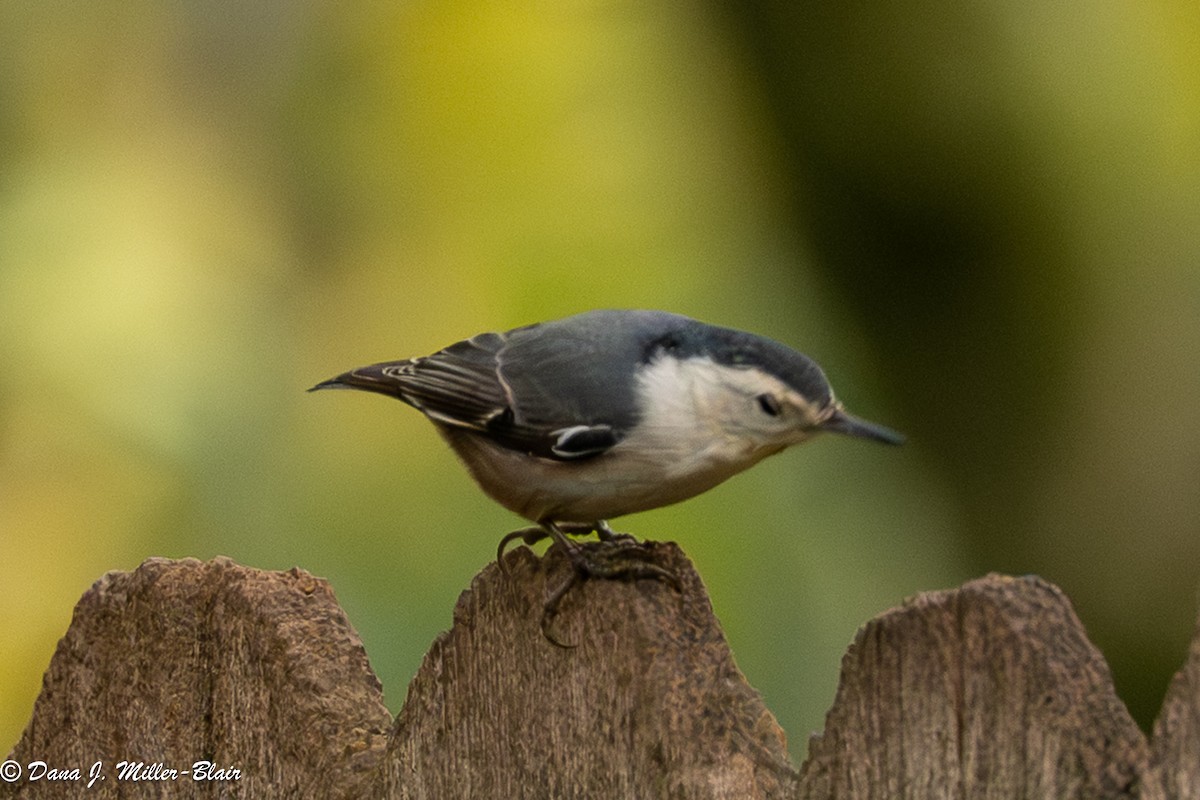 Sittelle à poitrine blanche - ML646770152
