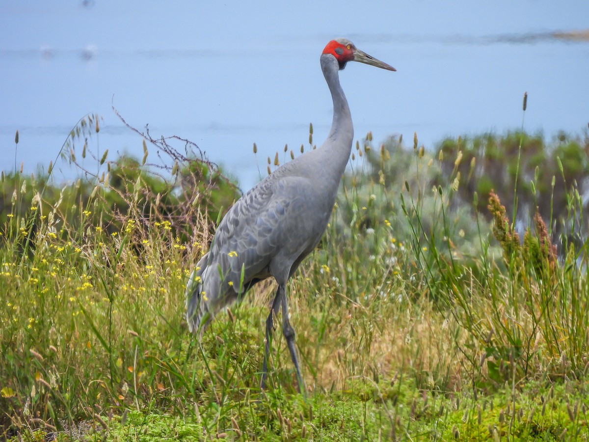 Brolga kurriloa - ML646770153