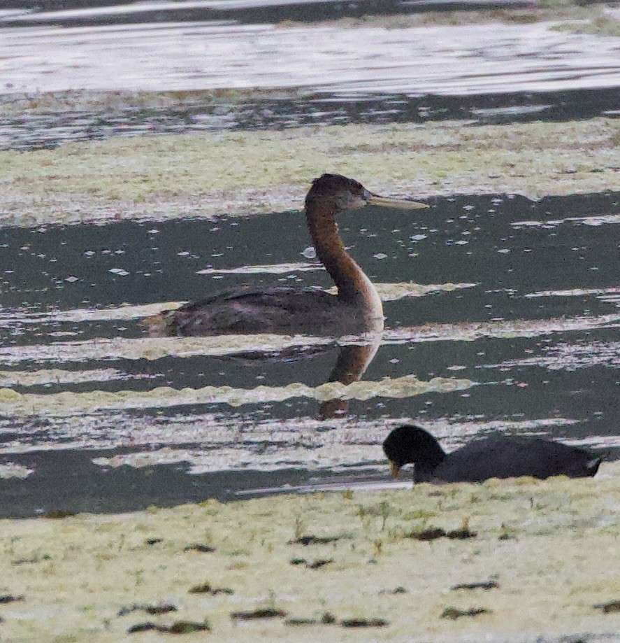 spyddykker - ML646770154