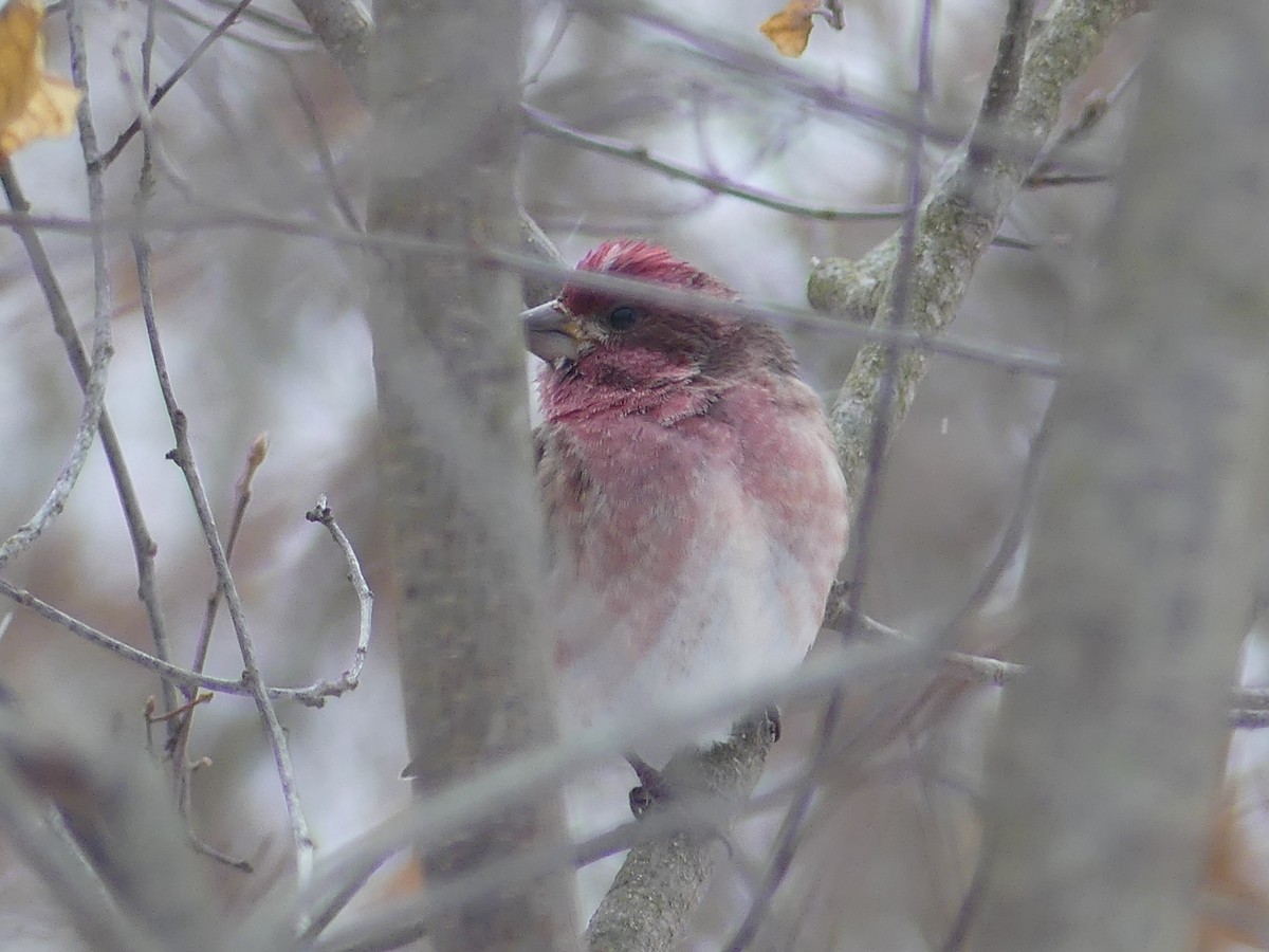 Purple Finch - ML646770155