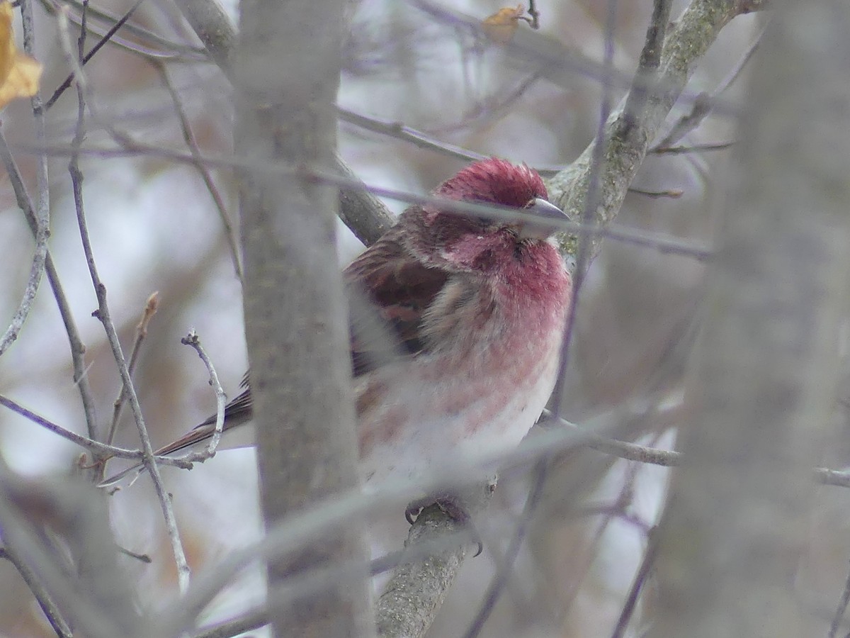 Purple Finch - ML646770156