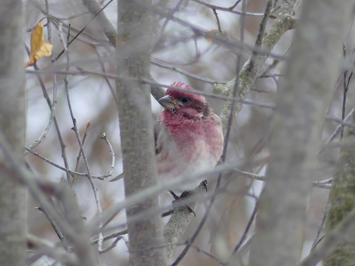 Purple Finch - ML646770157