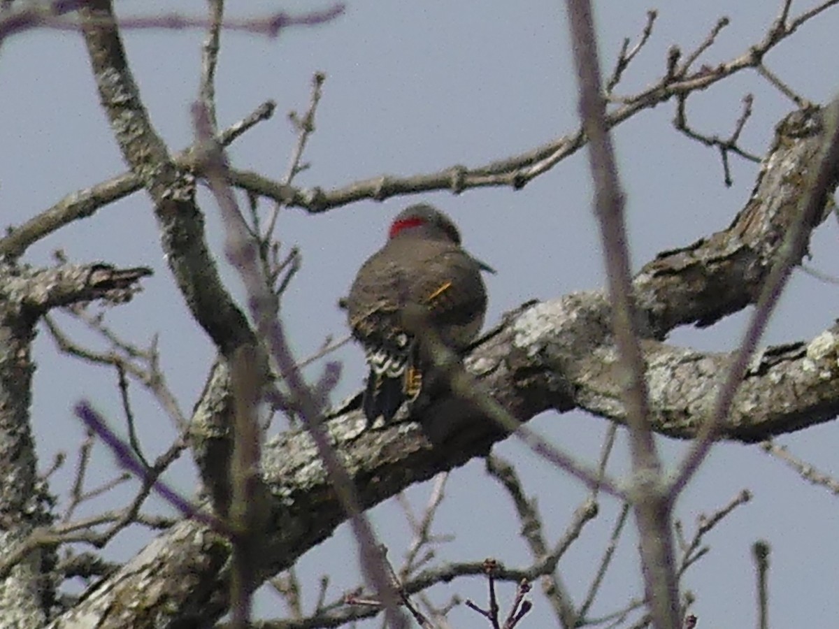 Northern Flicker - ML646770161