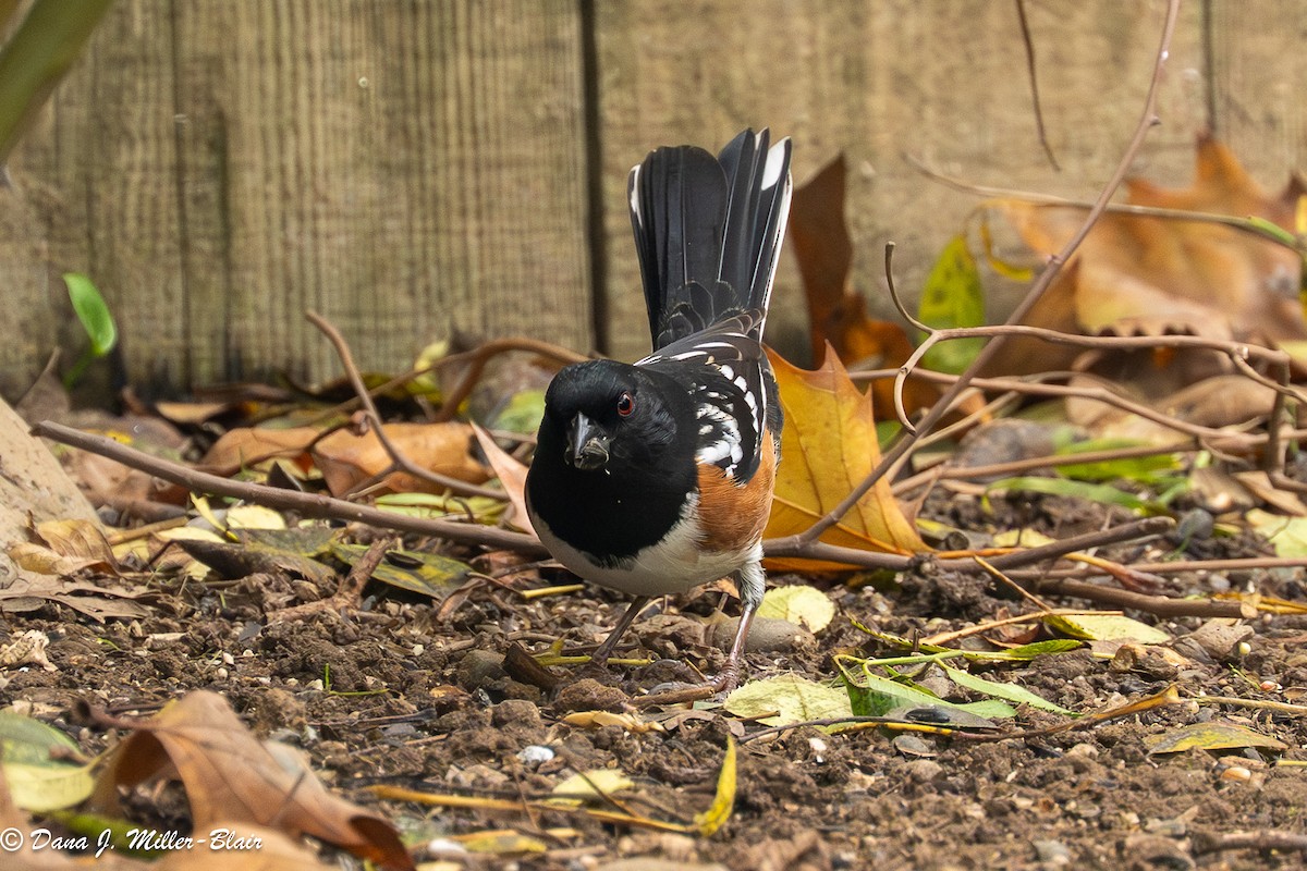 Spotted Towhee - ML646770162