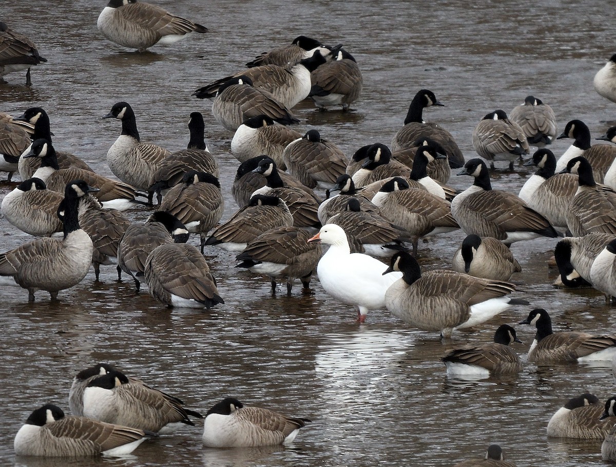 Oie des neiges - ML646770163