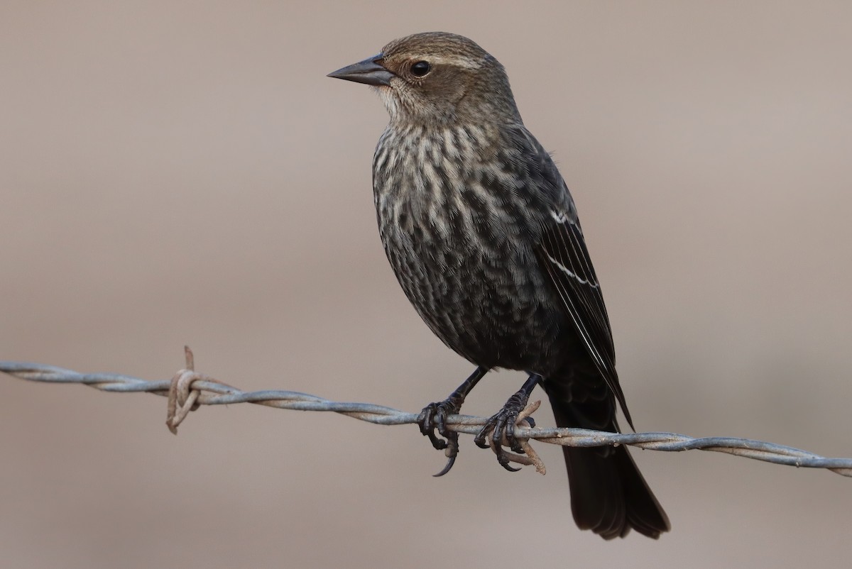Tricolored Blackbird - ML646770164