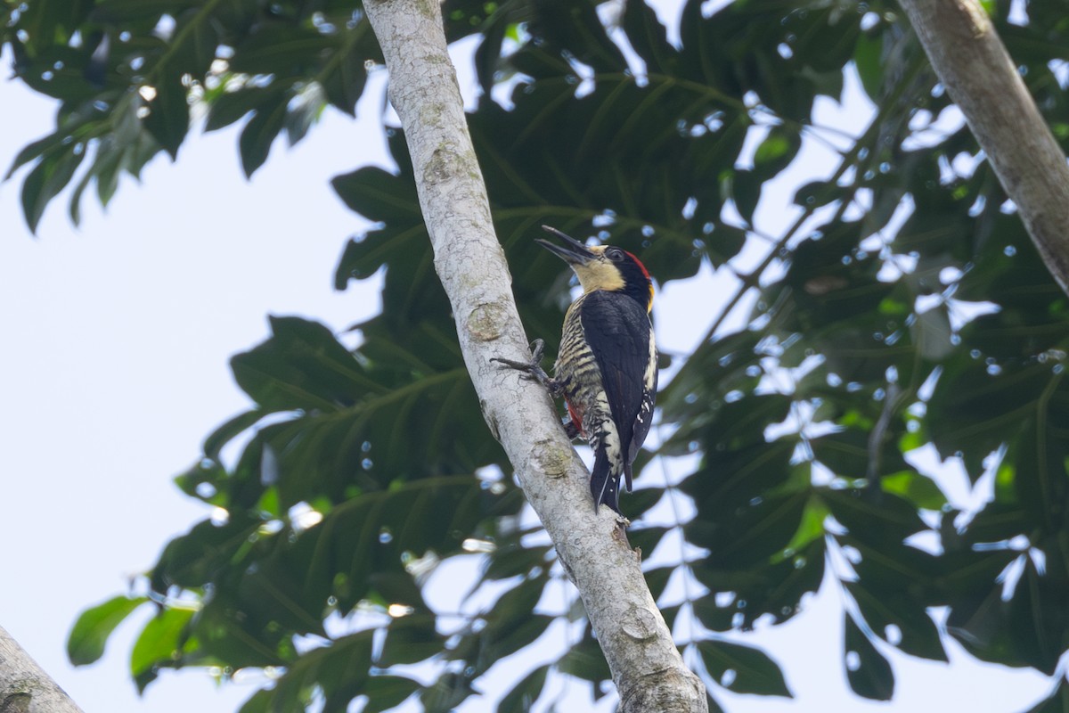 Beautiful Woodpecker - ML646770165