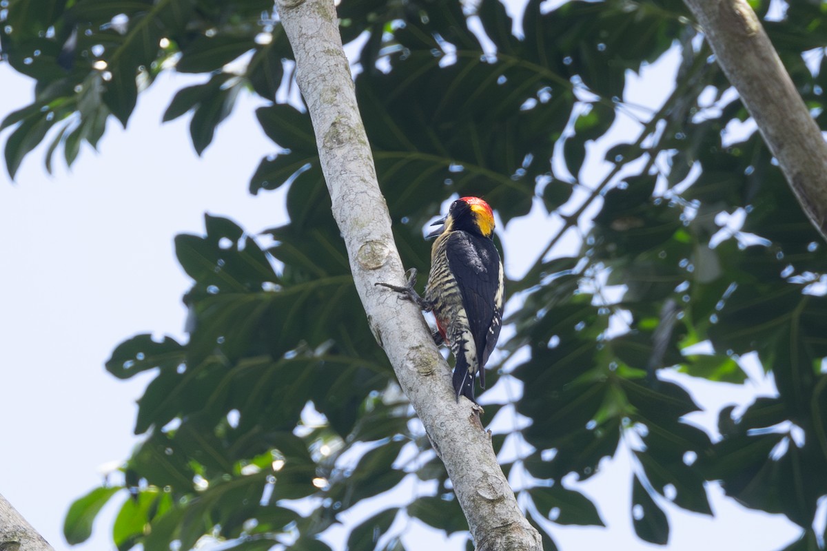 Beautiful Woodpecker - ML646770166