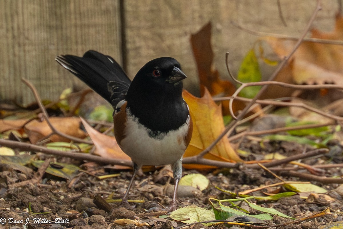 Spotted Towhee - ML646770167