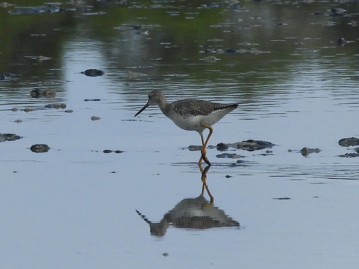 Greater Yellowlegs - ML646770169
