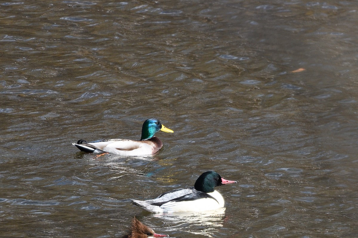 Canard colvert - ML646770170