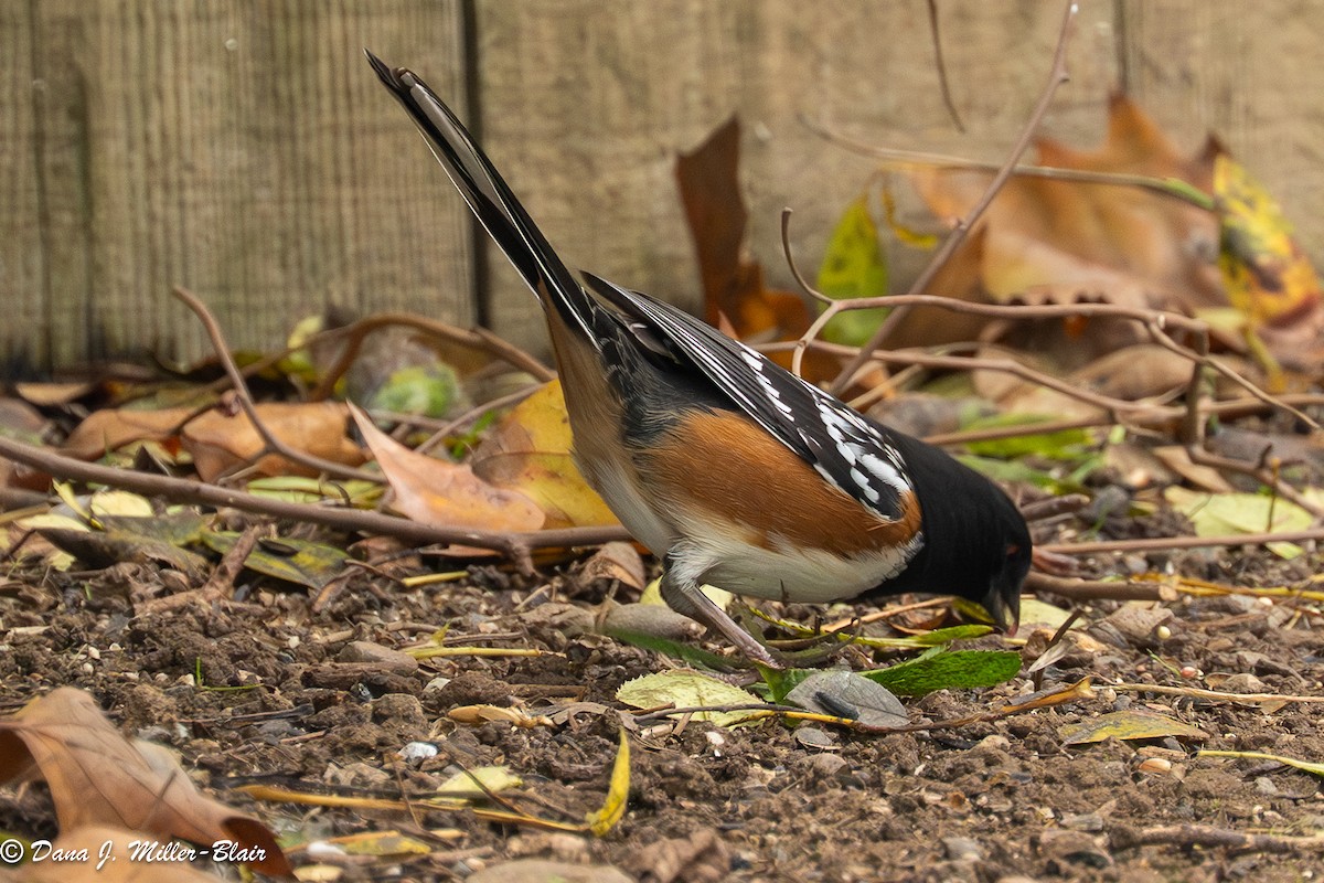 Spotted Towhee - ML646770171