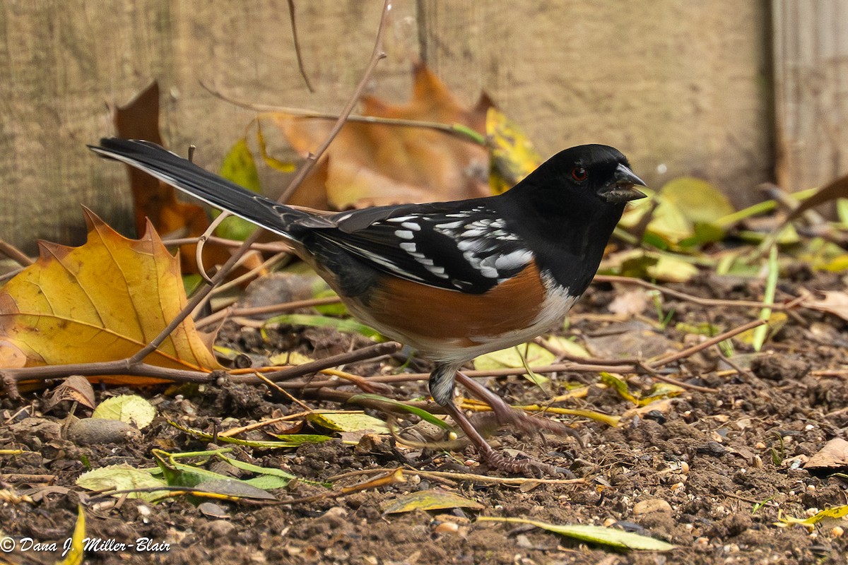 Spotted Towhee - ML646770172
