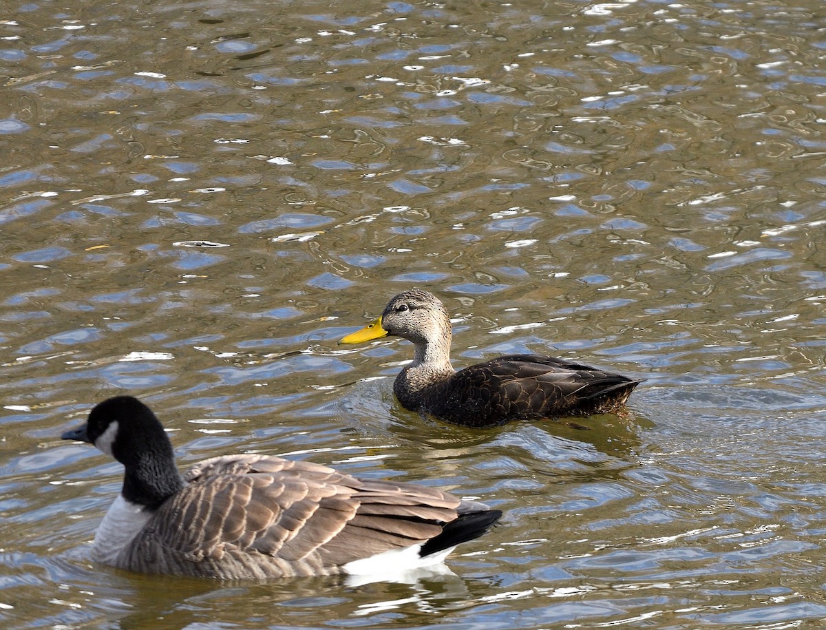 Canard noir - ML646770173