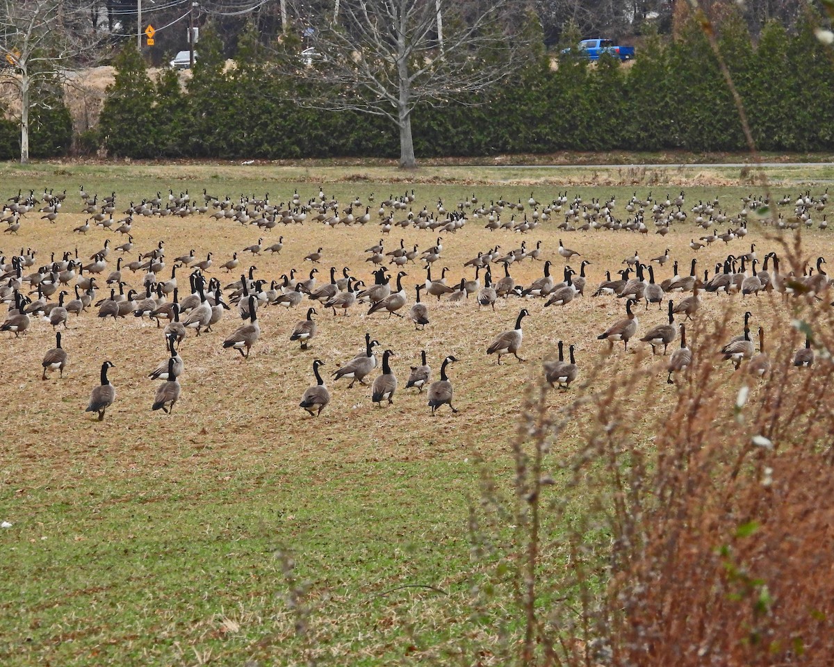 berneška velká - ML646770179