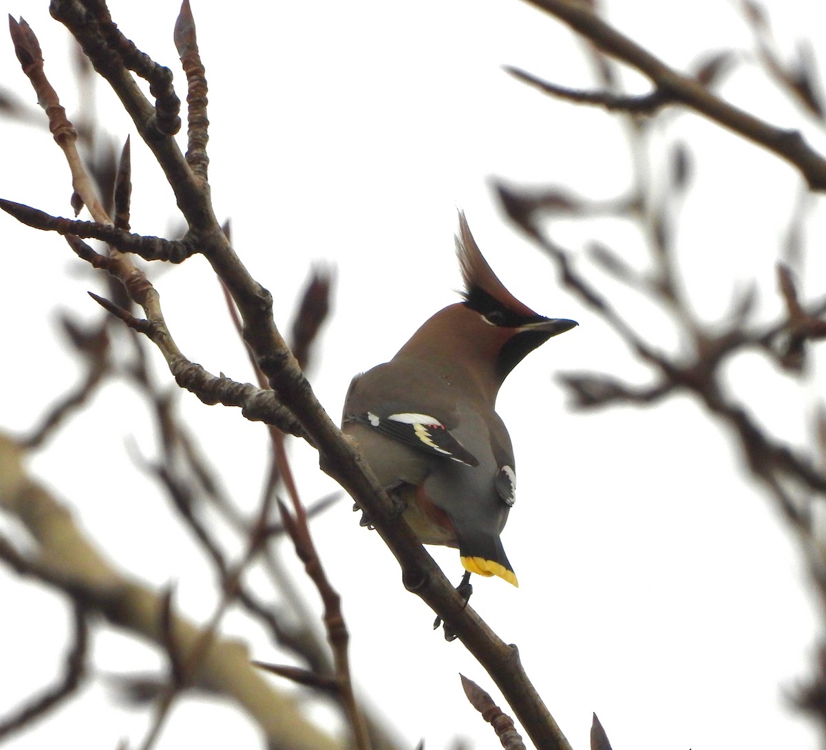Bohemian Waxwing - ML646770180