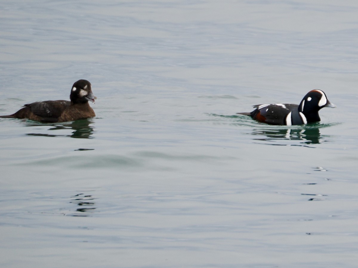 Ahate arlekina - ML646770181