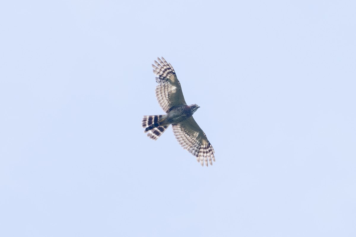 Atmaca Çaylağı - ML646770182