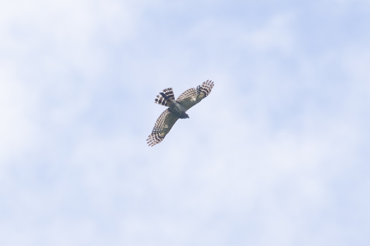 Atmaca Çaylağı - ML646770183