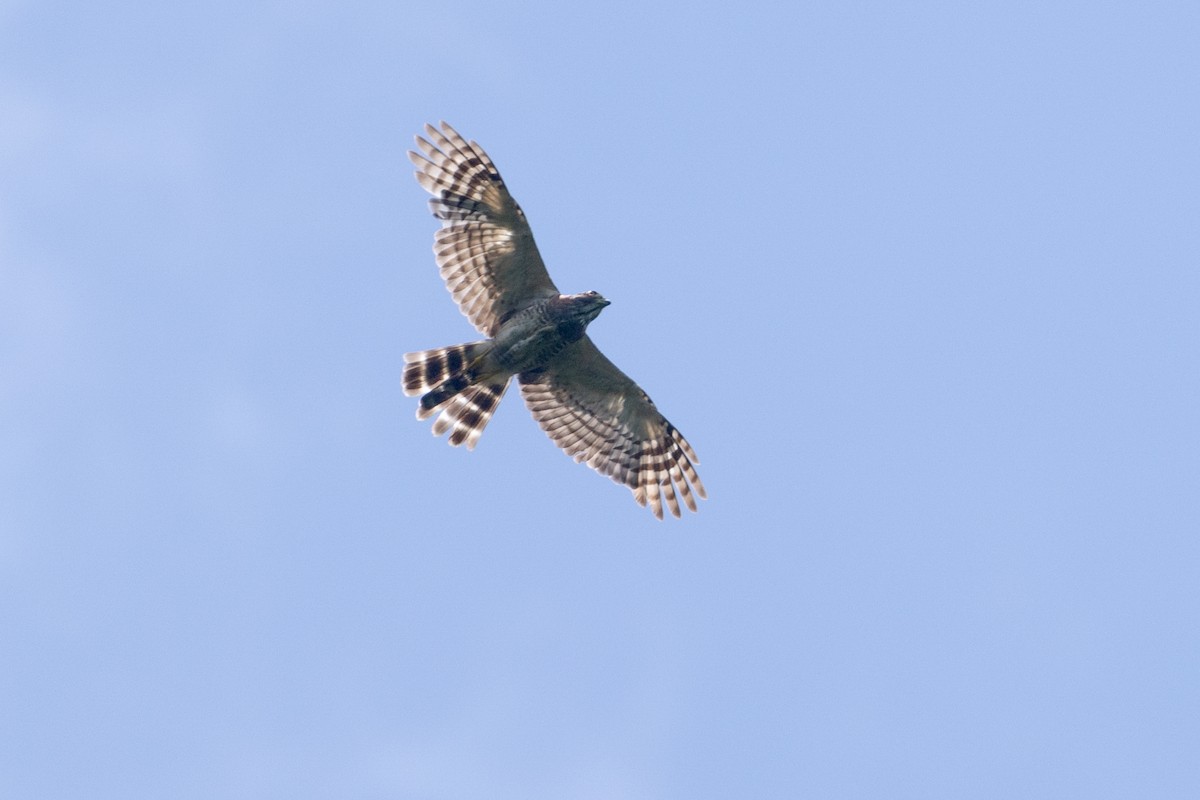 Atmaca Çaylağı - ML646770184