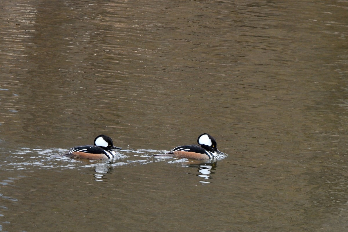 Harle couronné - ML646770185