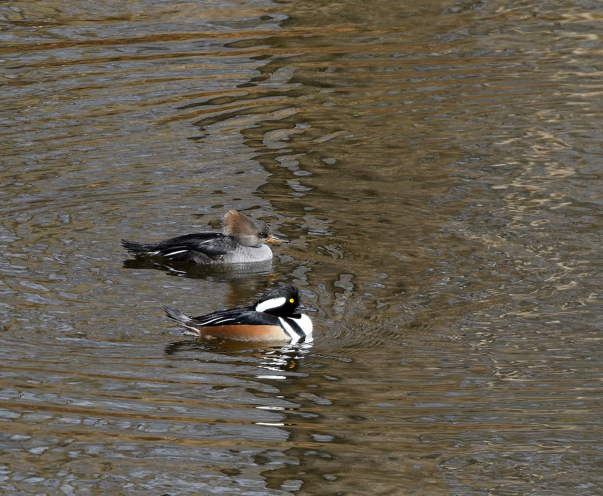 Harle couronné - ML646770186