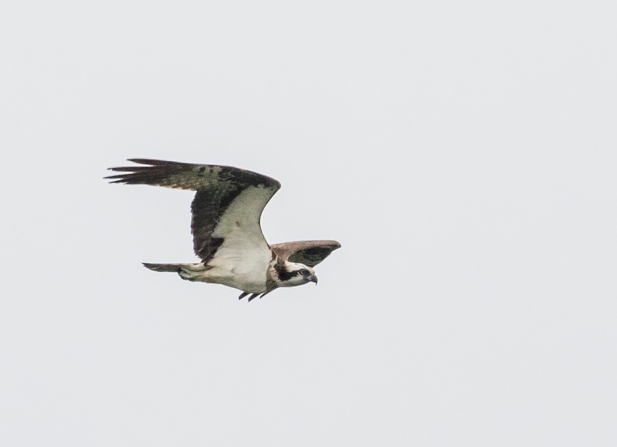 Osprey - ML646770187