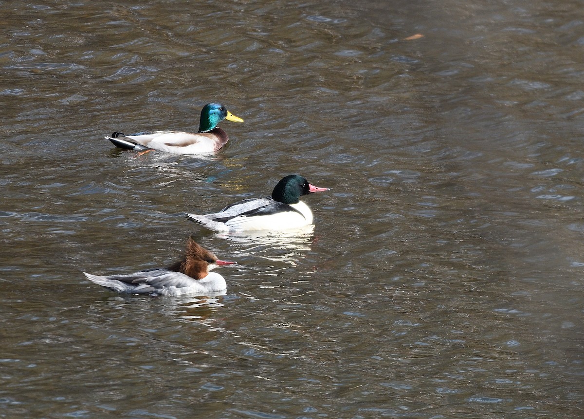 Grand Harle - ML646770188